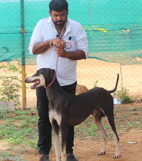 Kanni sales dog price