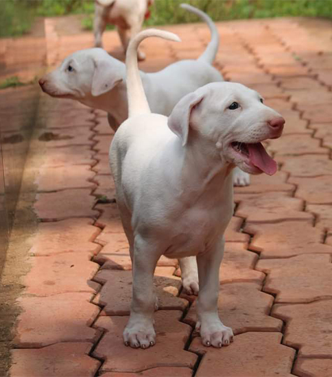 Rajapalayam kanni best sale dog price